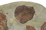 Plate of Seventeen Leaf Fossils - Glendive, Montana #188814-1
